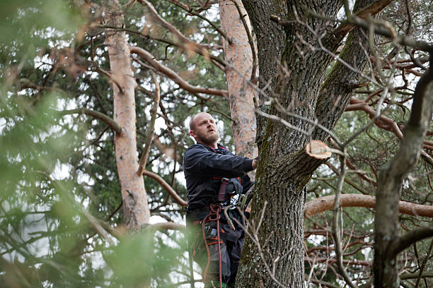 How Our Tree Care Process Works  in  Garnet, CA